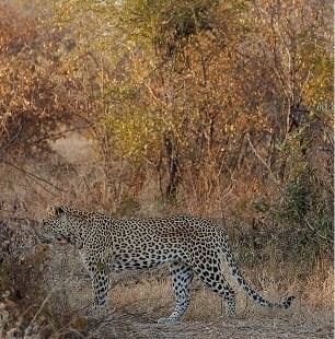 Leopards