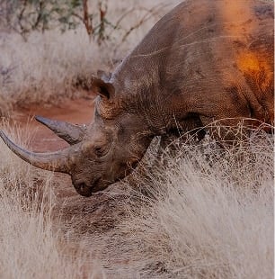Rhino