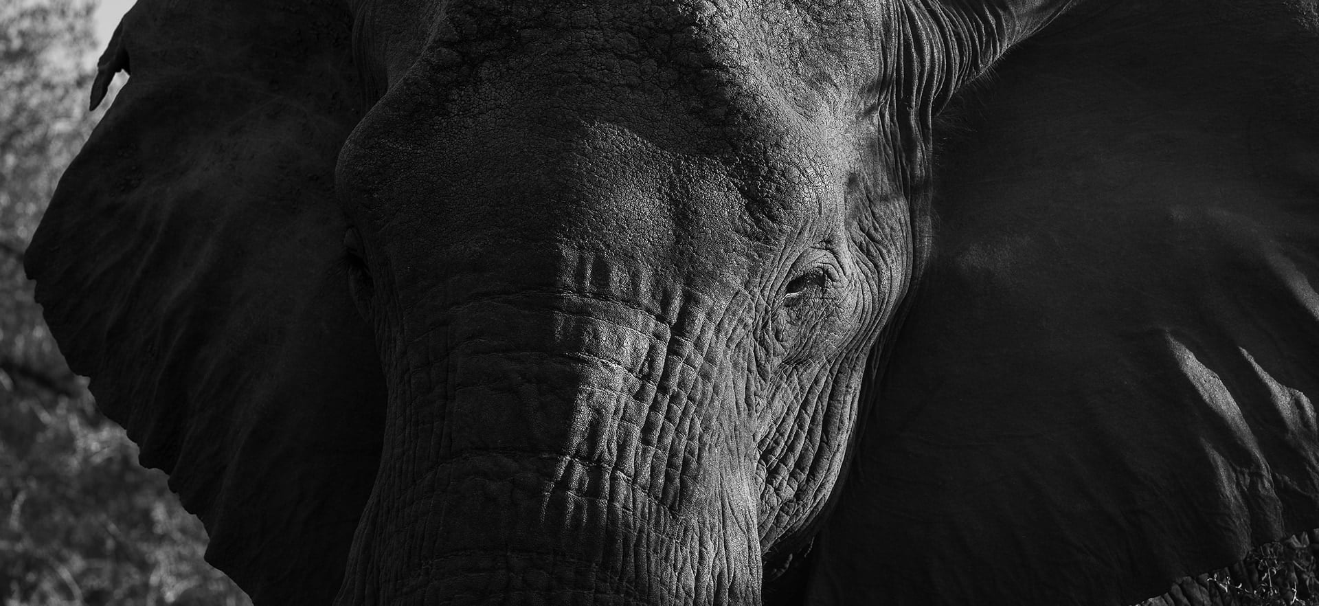 Explore the Greater Makalali Reserve in full