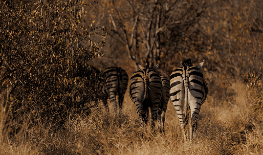 Zebras image